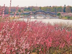 -上海海湾国家森林公园