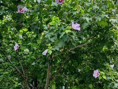 -石景山区图书馆(八角南路)