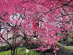 -重庆彩云湖湿地公园