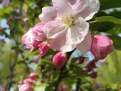 -海棠花溪(元大都城垣遗址公园)