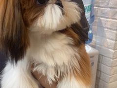 -帕帕拉兹宠物(亚洲旗舰店)