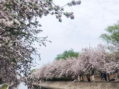 -海棠花溪(元大都城垣遗址公园)
