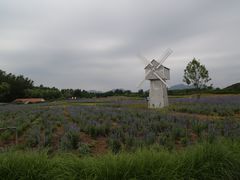 -北京东方普罗旺斯薰衣草庄园