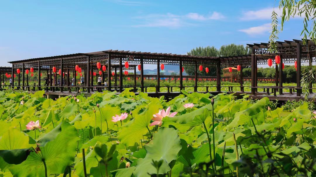 n
让你欣赏到"荷花仙子"的迷人模样
雾森里的荷塘,宛如清凉仙境