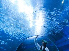 -海合安成都极地海洋公园