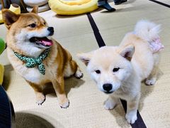 -逗柴咖啡屋·狗咖猫咖宠物桌游