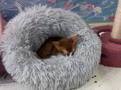 -糯米喵星人总部直营旗舰店·猫舍·幼猫出售