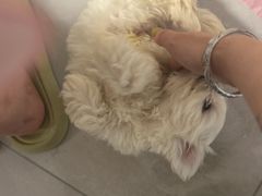 -宠颐生汉谟拉比宠物医院