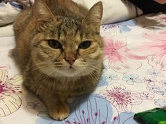 -艾贝尔宠物医院·24H转诊中心·肿瘤猫专科(江宁双龙店)