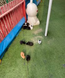 -萌宠亲子动物乐园(槐房万达店)