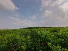 -樂桃源奉贤黄桃种植采摘基地