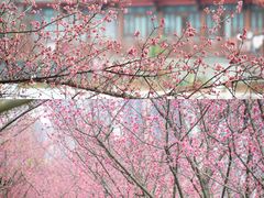 -望江楼公园