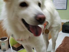 -瑞鹏宠物医院·夜间急症·心超·猫科(祖庙分店)