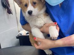 -宠福鑫康馨动物医院·骨科·眼科