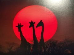 -罗红摄影艺术馆