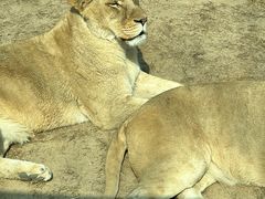 -北京野生动物园