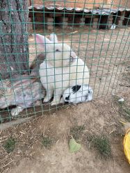 -上美四季动物农场