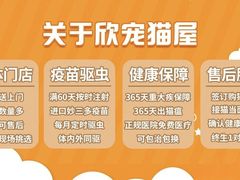 -欣宠猫屋·矮脚拿破仑·蓝金金渐层