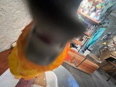 -吉丁鸟咖·异宠·寄养