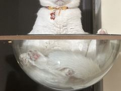 -深圳富临大酒店