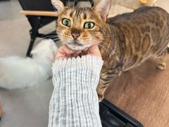 -Heymao猫咖.咖啡厅(东门店)