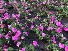 -长春公园(普阳街道)