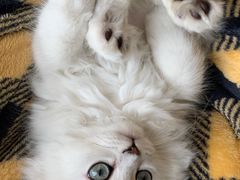 -袖虎·猫馆(体育西路店)