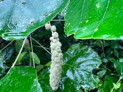 -海南热带野生动植物园