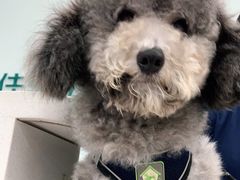 -佳雯宠物医院(四明中路分院)