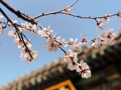 -颐和园