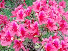 -井冈山风景名胜区-黄洋界