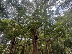 -中国科学院西双版纳热带植物园