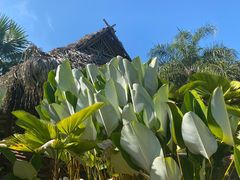 -中国科学院西双版纳热带植物园