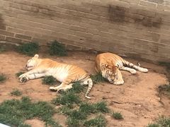 -西霞口神雕山野生动物世界