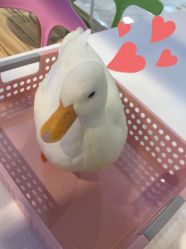 -Moni星球萌宠·小马宝莉·灵蛇·高端高阶全萌宠互动体验俱乐部(红豆国际广场店)