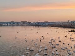 -烟墩角天鹅湖
