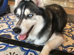 -more than meow吴止猫主题餐厅(承德 中船汇店)