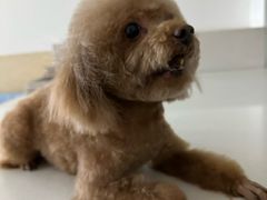 -德元·美联众合24小时动物医院(总院)