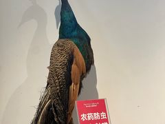 -傣庄园-正宗傣味餐厅·孔雀宴·手抓饭(告庄星光夜市店)