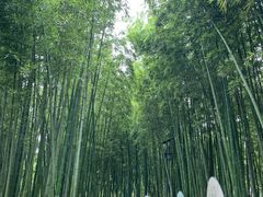 -陈家山荷花公园