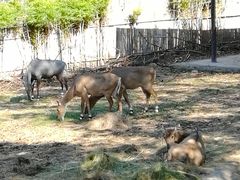 -清迈夜间动物园