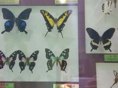 -上海昆虫博物馆