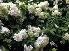 -长春公园(普阳街道)