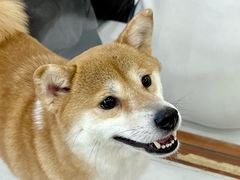 -共舞时光猫咖·狗咖(新街口店)