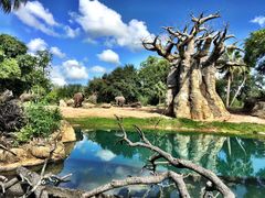 -奥兰多迪士尼动物王国乐园