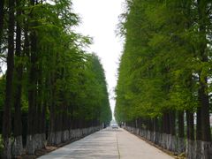 -金山农民画村-枫泾波兰倒置屋