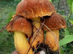 -佳缘野生菌食府