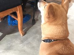 -more than meow吴止猫主题餐厅(承德 中船汇店)