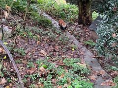 -都江堰中华大熊猫苑