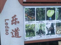 -海南霸王岭国家森林公园